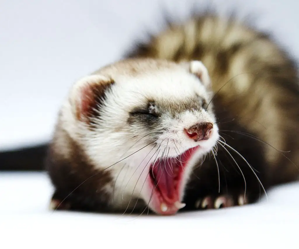 What Flea Treatments are Approved for Ferrets?