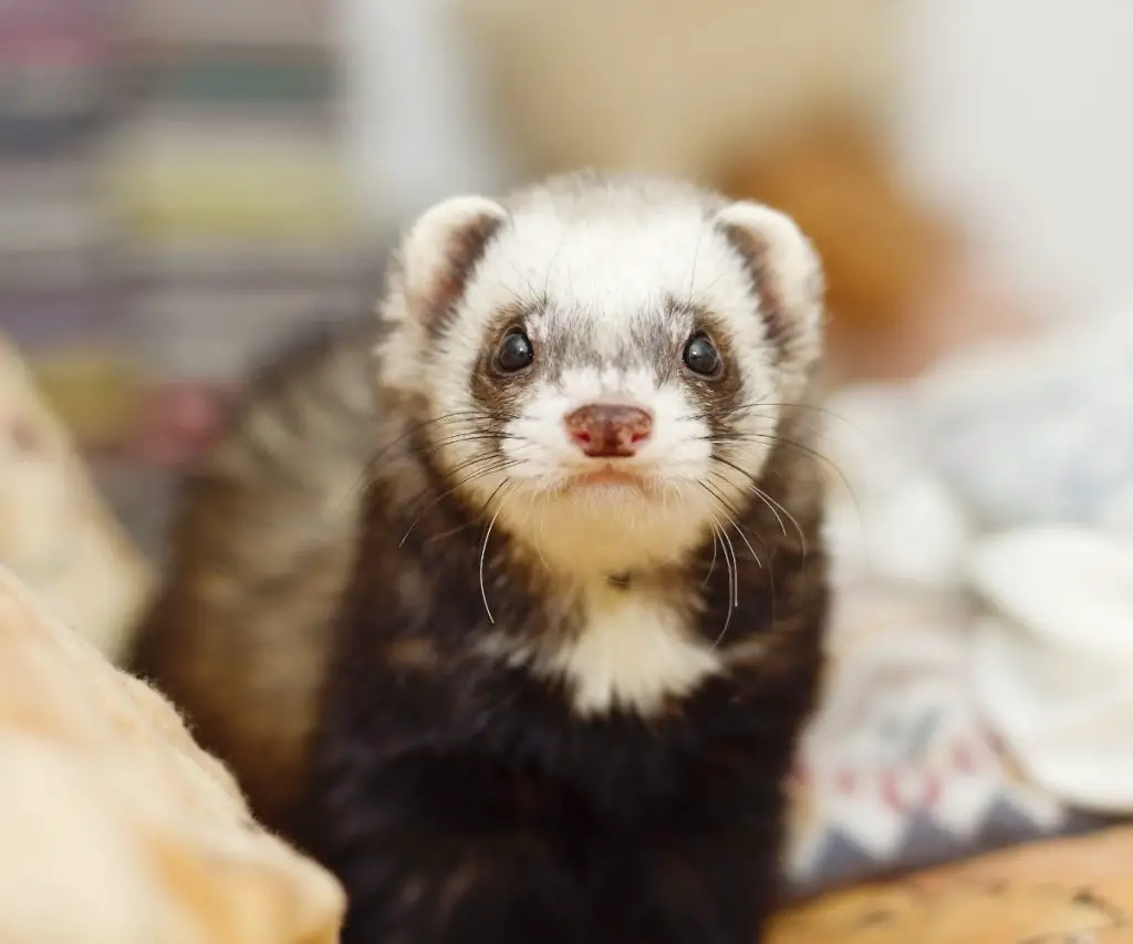 Why Is My Ferret Scratching the Couch?