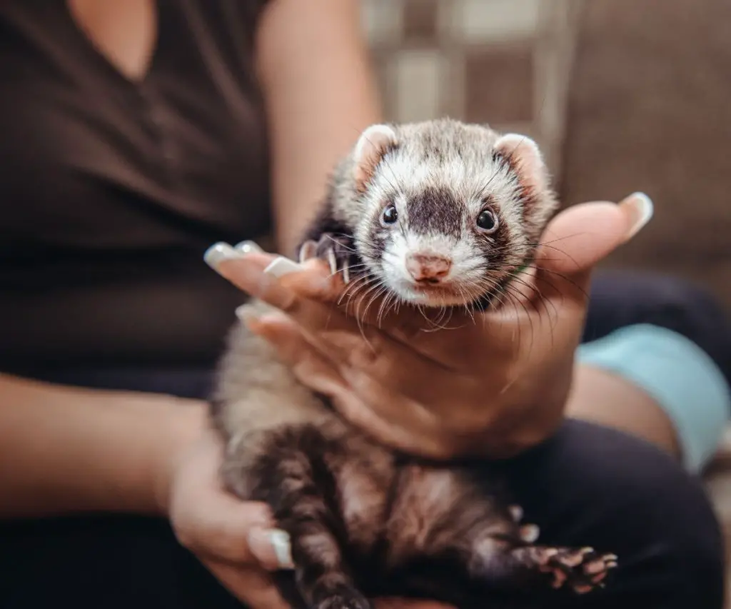 Are Ferrets Good House Pets