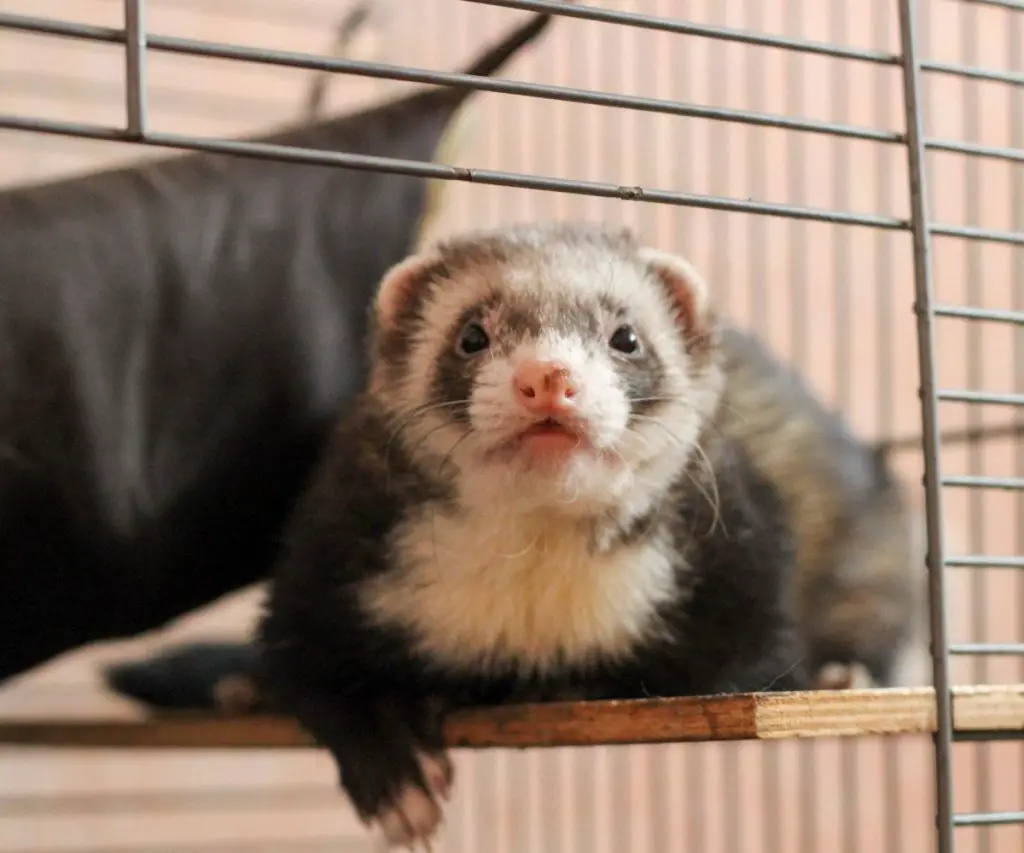 What Are the Best Cages for Two Ferrets?