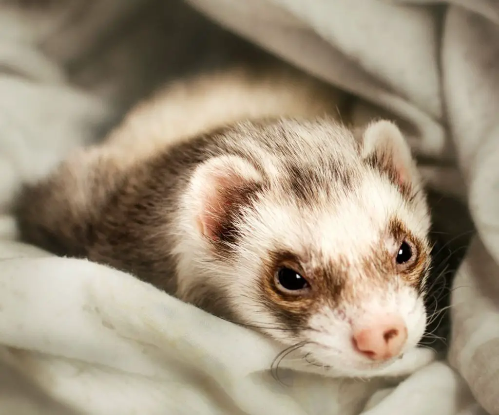 Can Frontline Plus Be Used on Ferrets?