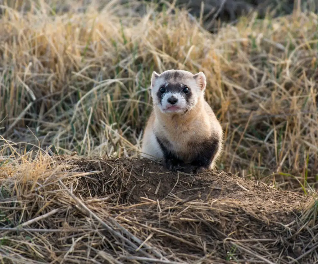 Why Are Black-Footed Ferrets Important?
