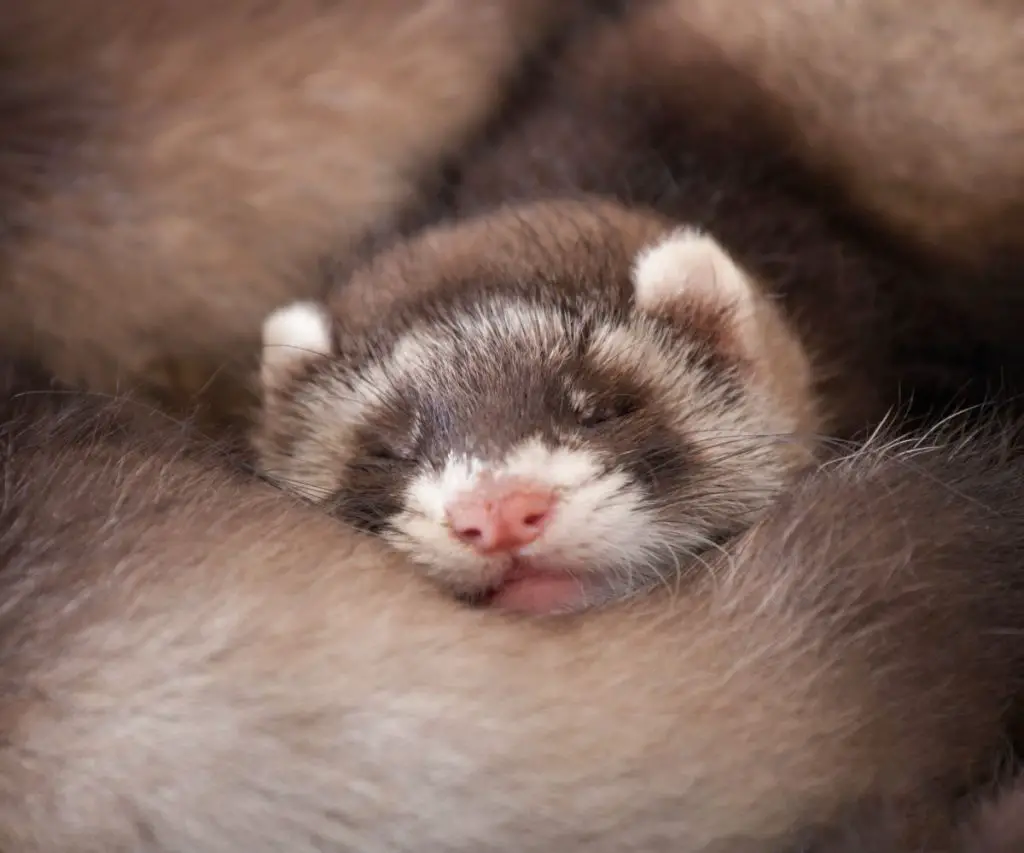 What is the Best Flea Treatment for Ferrets?