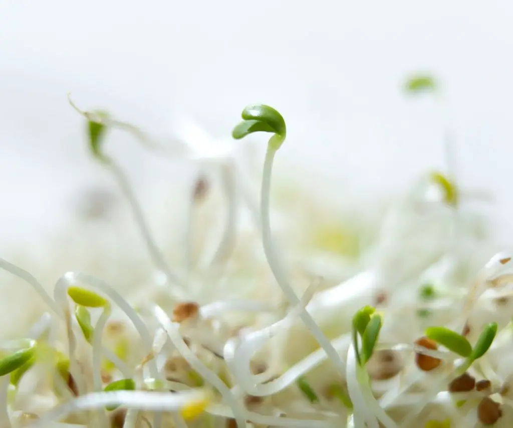 Is Alfalfa Safe for Hamsters?