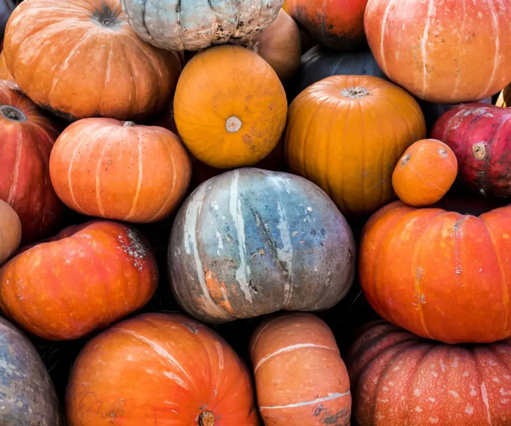 Are All Types of Pumpkin Bad for Ferrets?