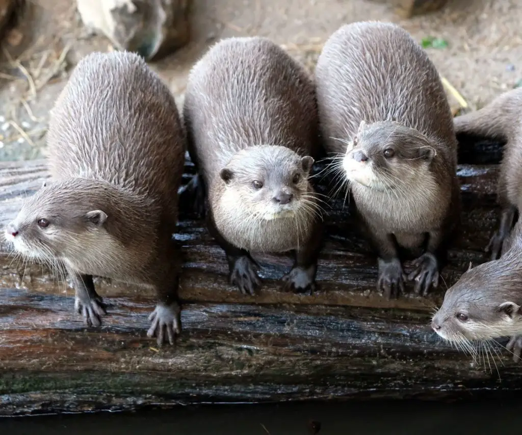 What are otters most closely related to?