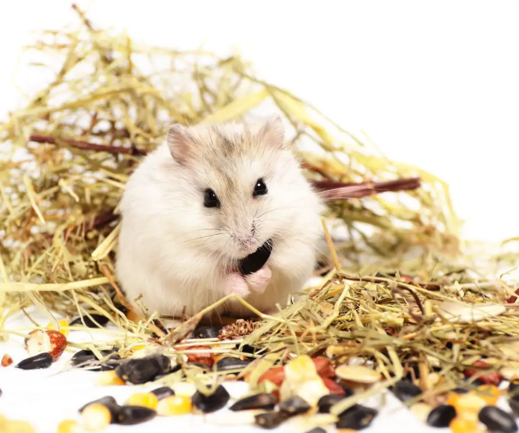 Alfalfa Hay for hamsters