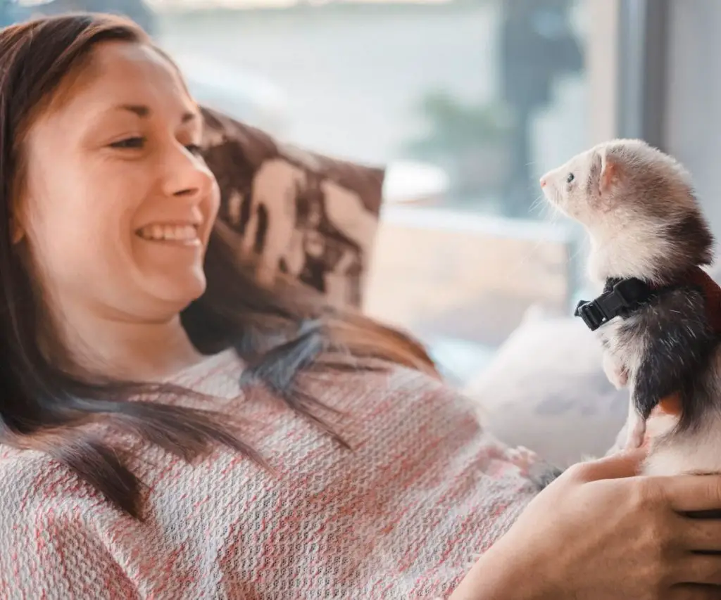 Can Ferrets Eat Mashed Potatoes?