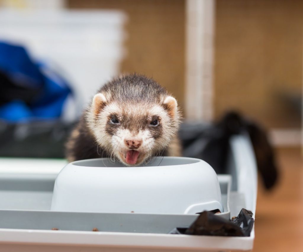 How Much Cooked Meat Can Ferrets Have?