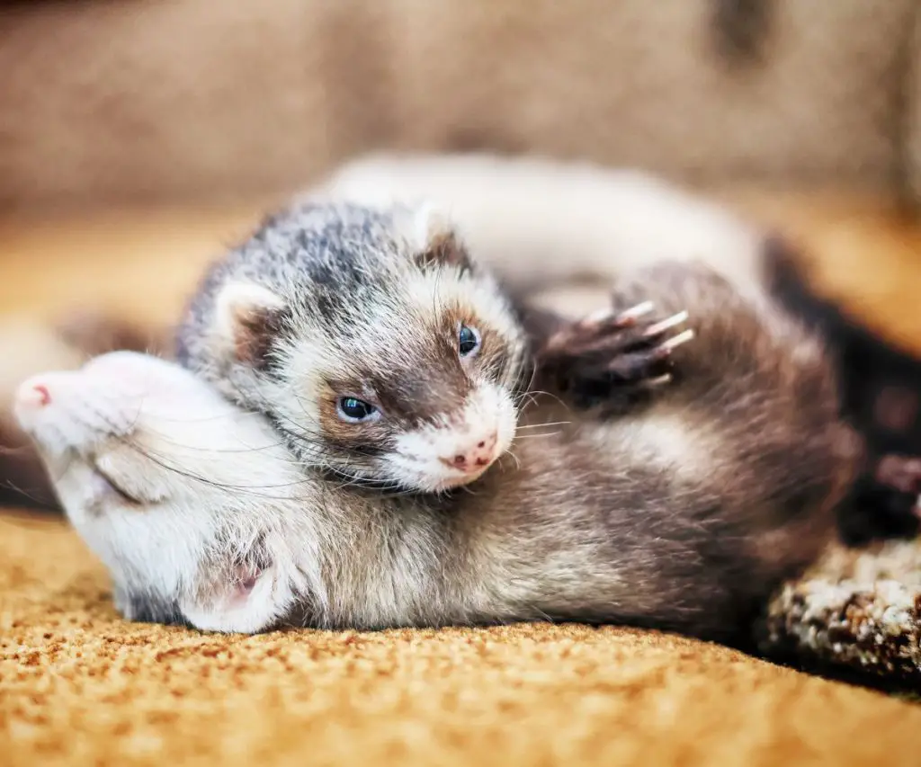 Why Are Grapes Bad for Ferrets? (6 Reasons)