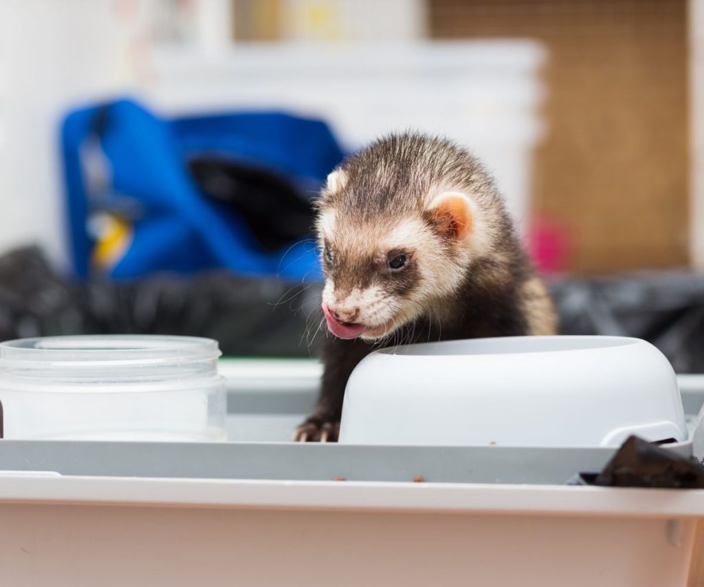 Are Bugs Bad for Ferrets?
