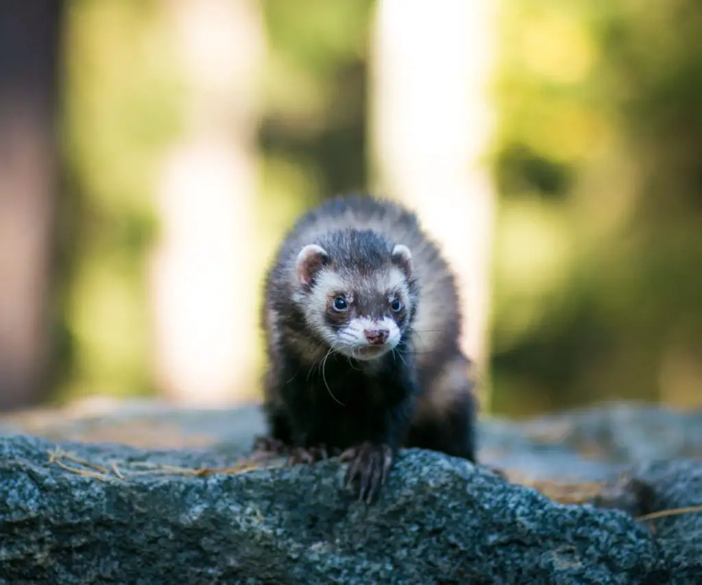 Can Ferrets Eat Dubia Roaches?