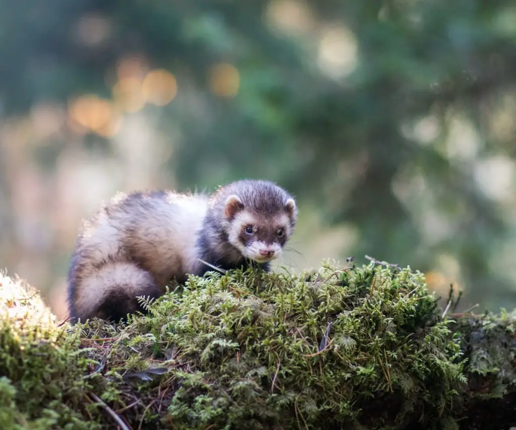 Can Ferrets Eat Cockroaches?