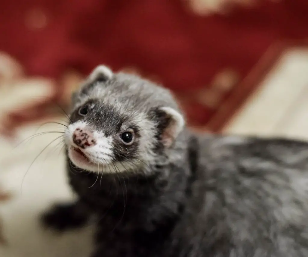 do ferrets eat cockroaches