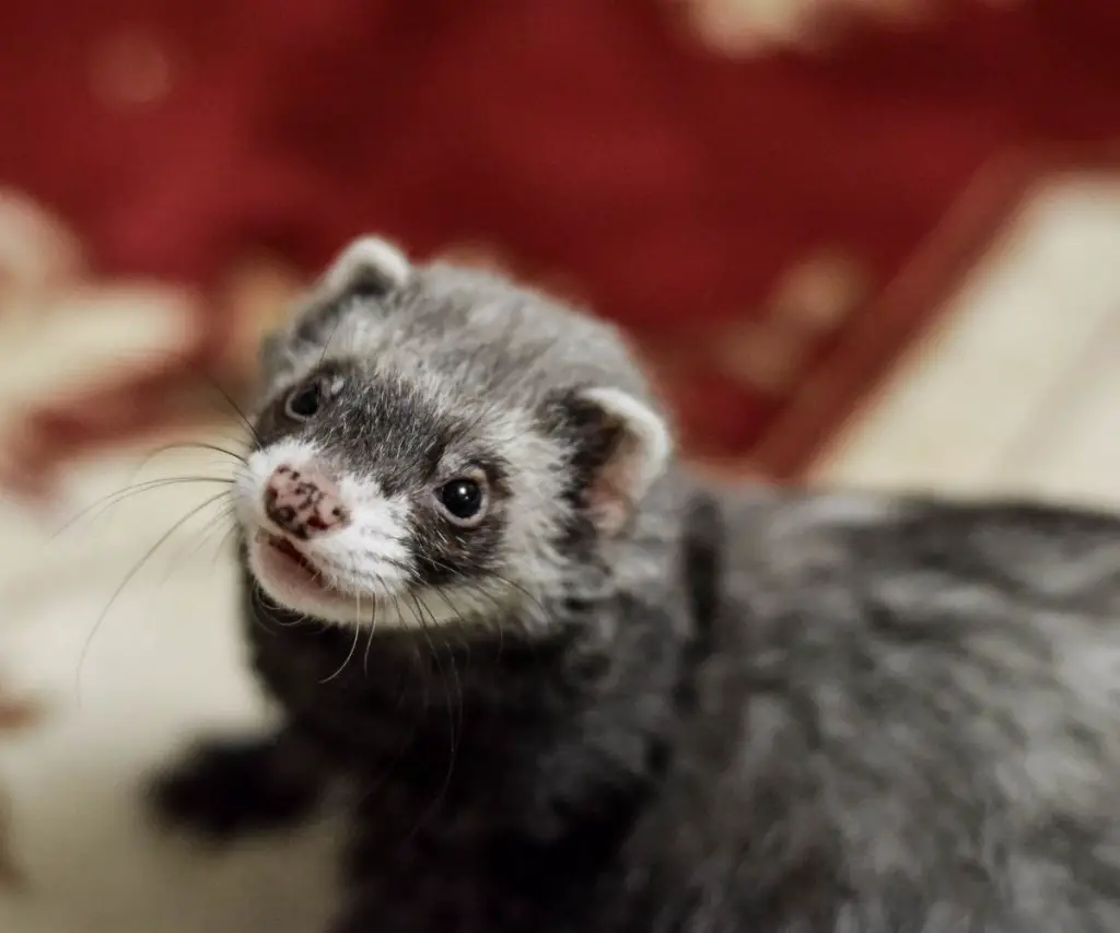 How Do Ferrets Navigate?