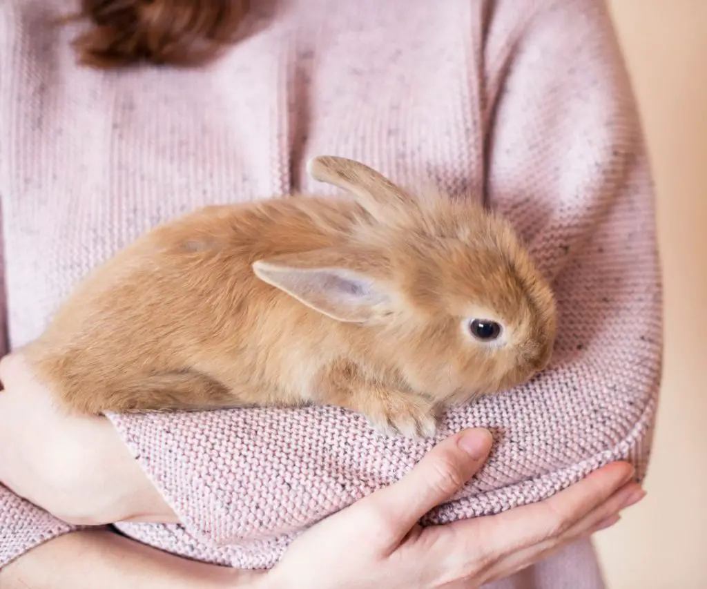 How Do Rabbits and Ferrets Interact with Each Other?