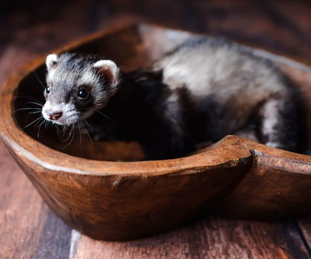 How Do You Introduce Rabbits to Ferrets?