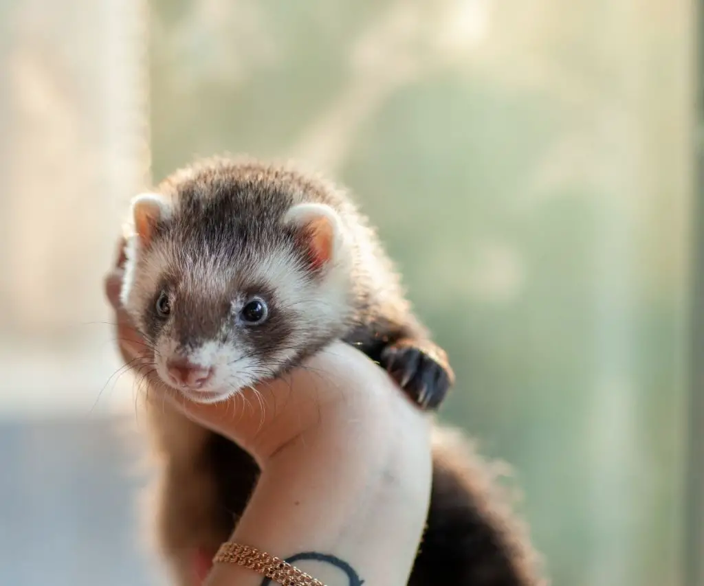 How Often Do Ferrets Blink?