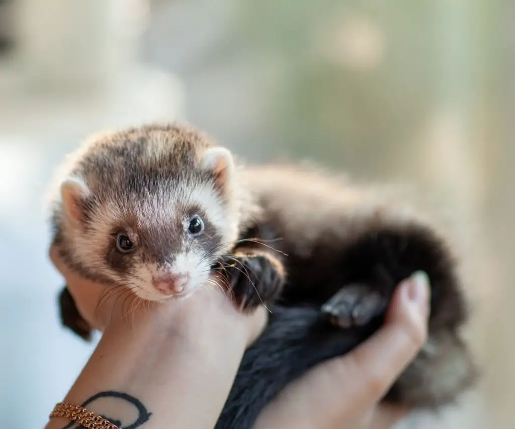 Ferrets as pets