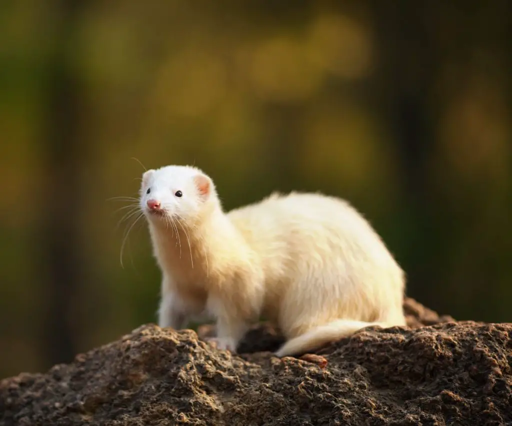 Is Salmon Good for Ferrets?