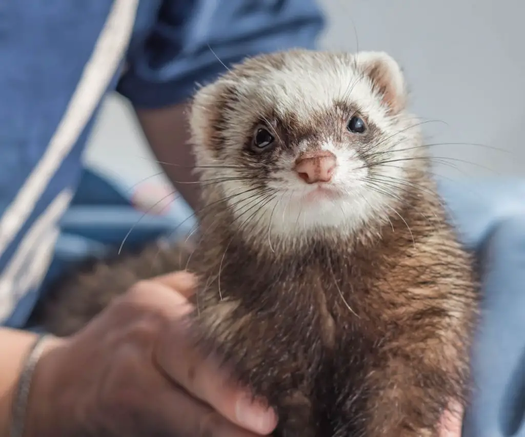 Is It Normal for a Ferret to Be Gassy?