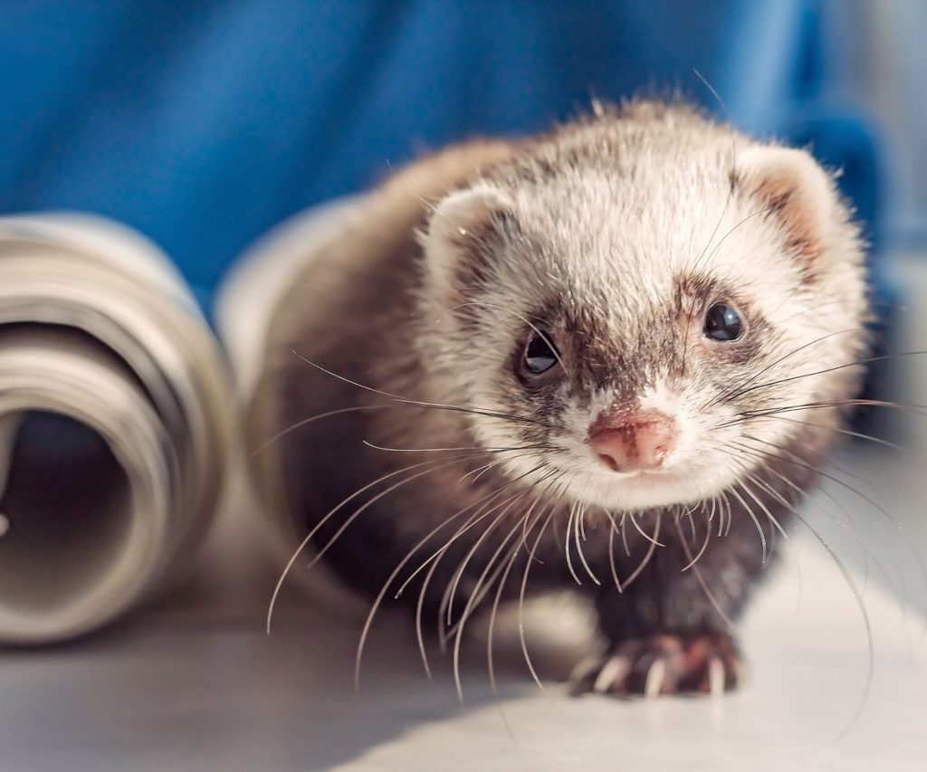 How Do You Introduce Cooked Chicken in the Ferret’s Diet?