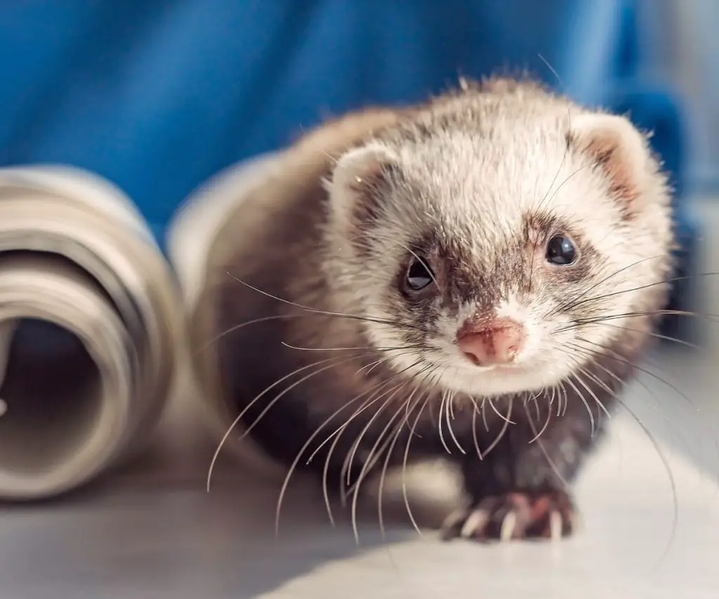 Can Rice Be Toxic to Ferrets?