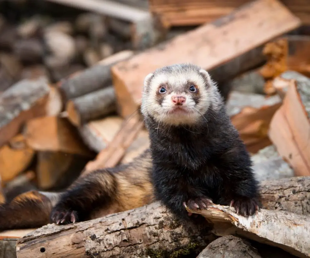 Do Ferrets Wink?