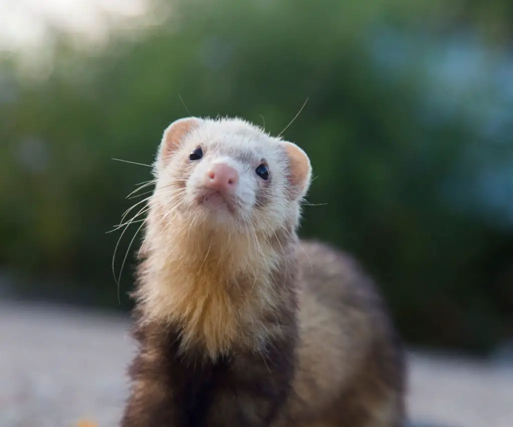 Cord Protector helps when you ferret likes to nibble on wires