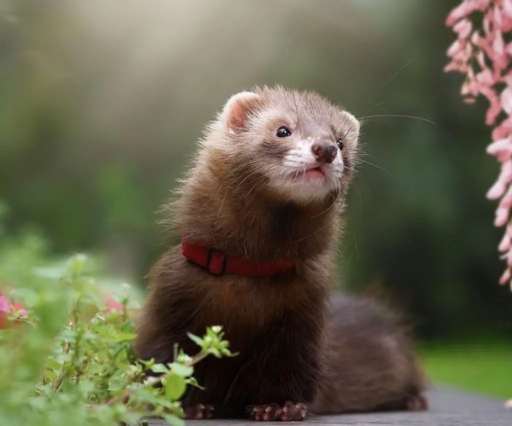 Are Spiders Good for Ferrets?