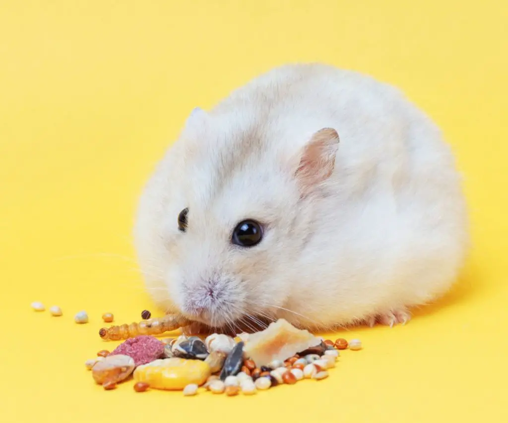 Can Hamsters Eat All Types of Alfalfa?