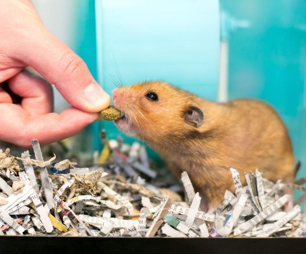 Can All Hamsters Eat Alfalfa?