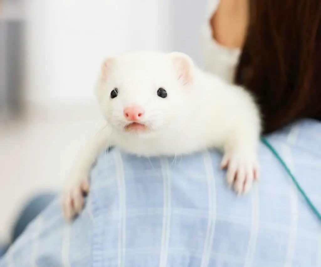 What are ferrets most closely related to?