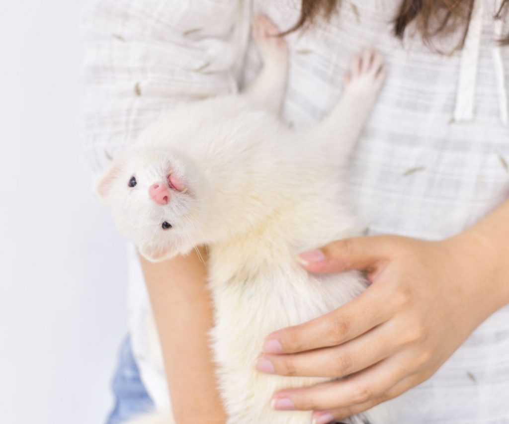 Dealing With an Aggressive Ferret