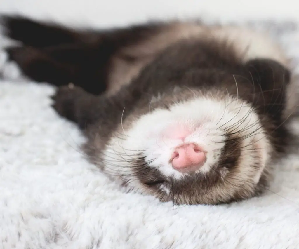 What is the difference between ferrets and otters?