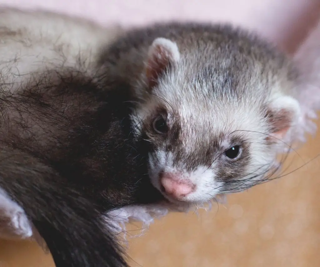 Ferret Sleep Habits