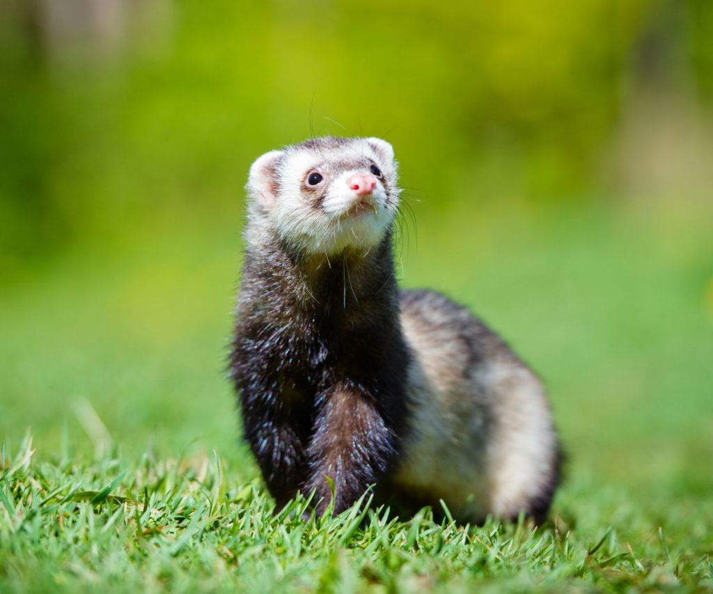 can ferrets eat crickets