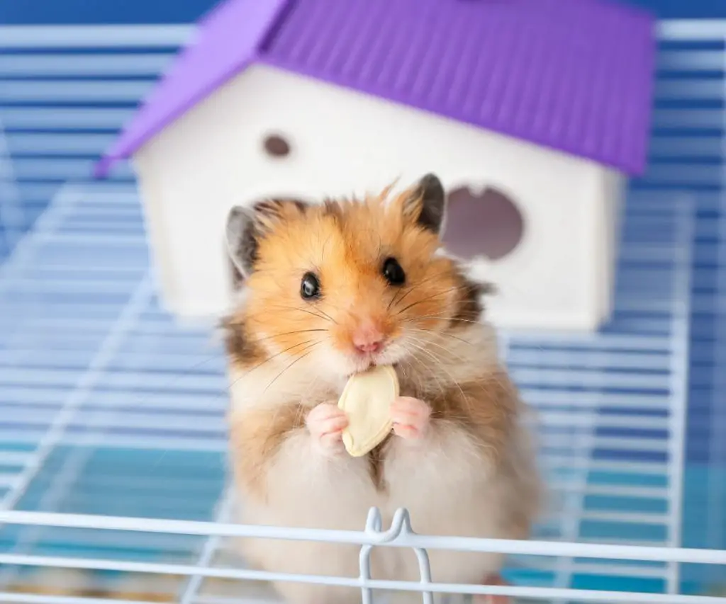 Do Hamsters Like Alfalfa?