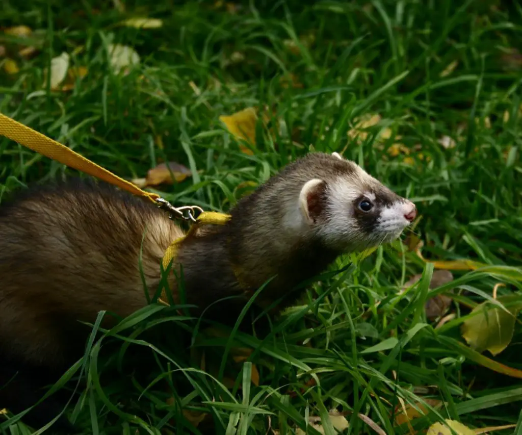 do ferrets eat grass