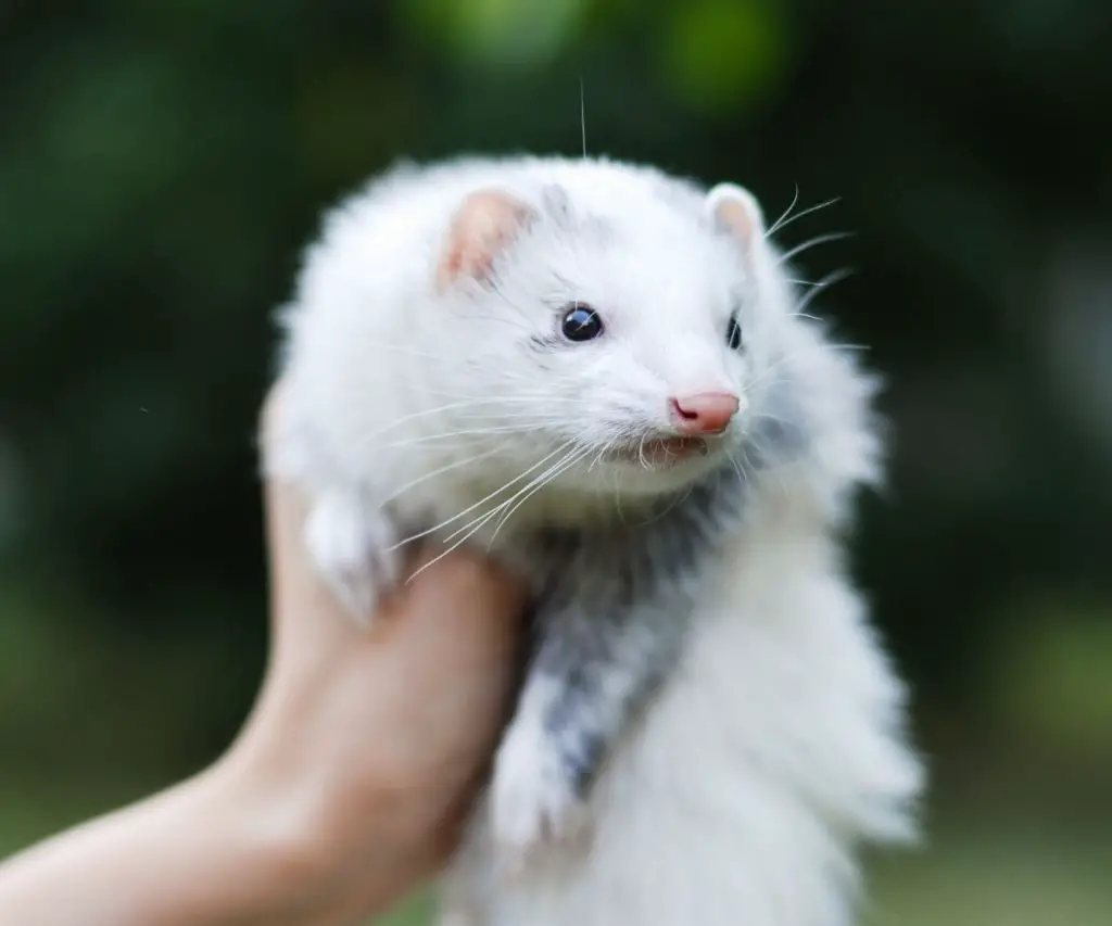 Are Albino Ferrets Mean?