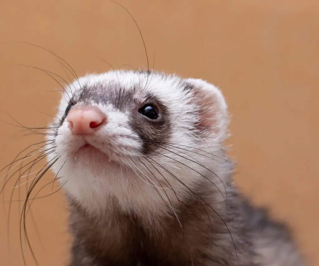 How To Tell if a Ferret Is Aggressive