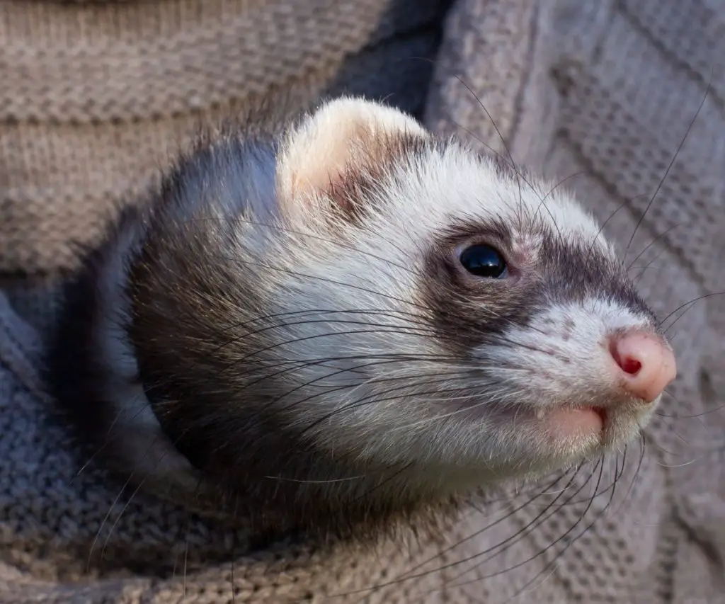 Can Ferrets Eat Wet Cat Food? petusiast