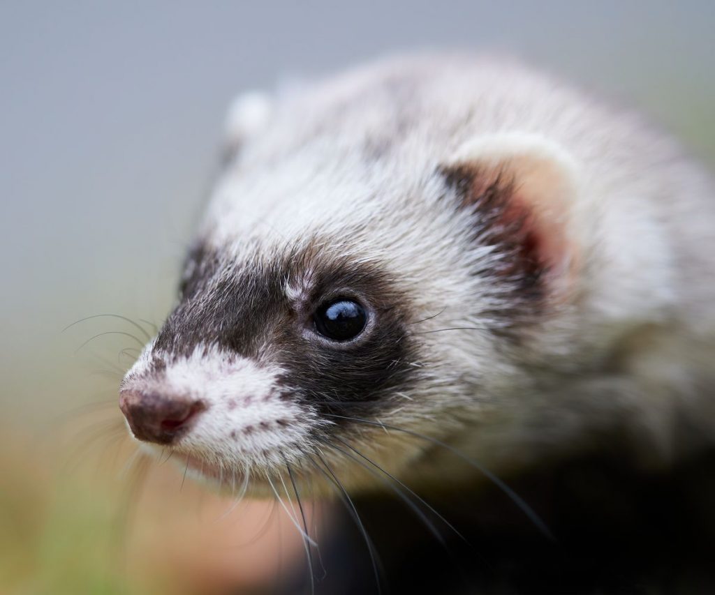 What To Do If Your Ferret Ate a Spider?