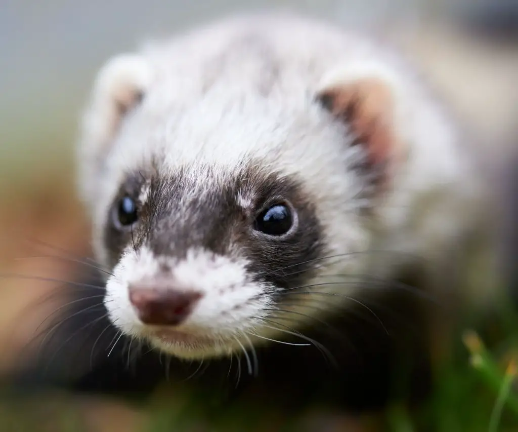 Can Ferrets Eat All Types of Spiders?