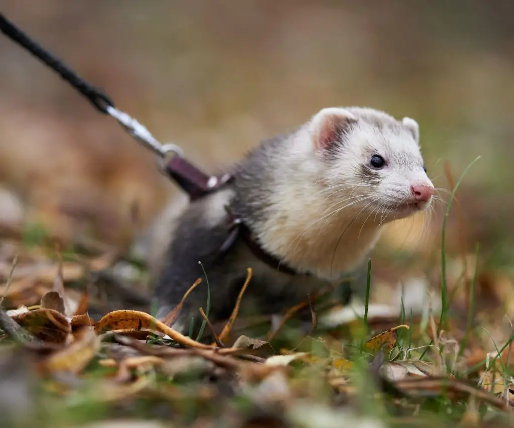 Are Spiders Safe for Ferrets?