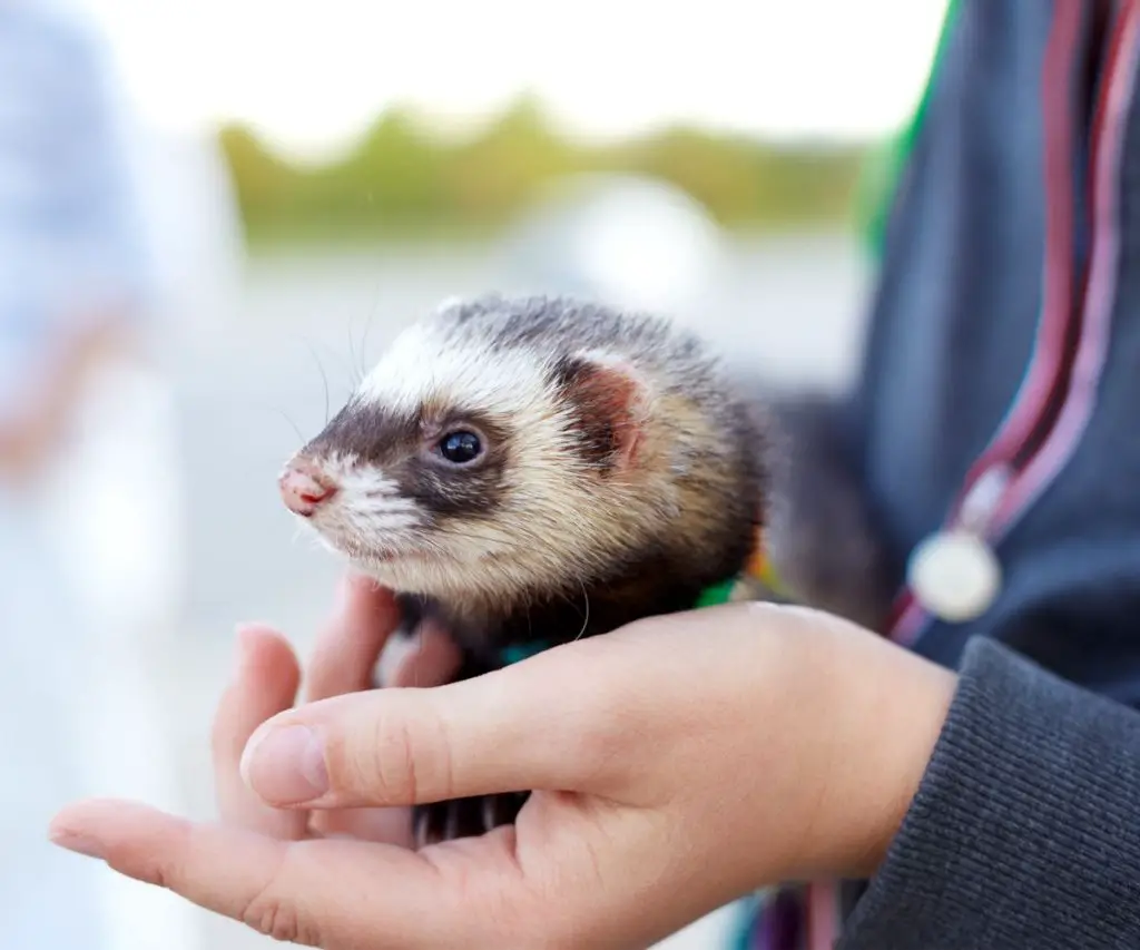 How Do You Introduce Kitten Food in the Ferret’s Diet?