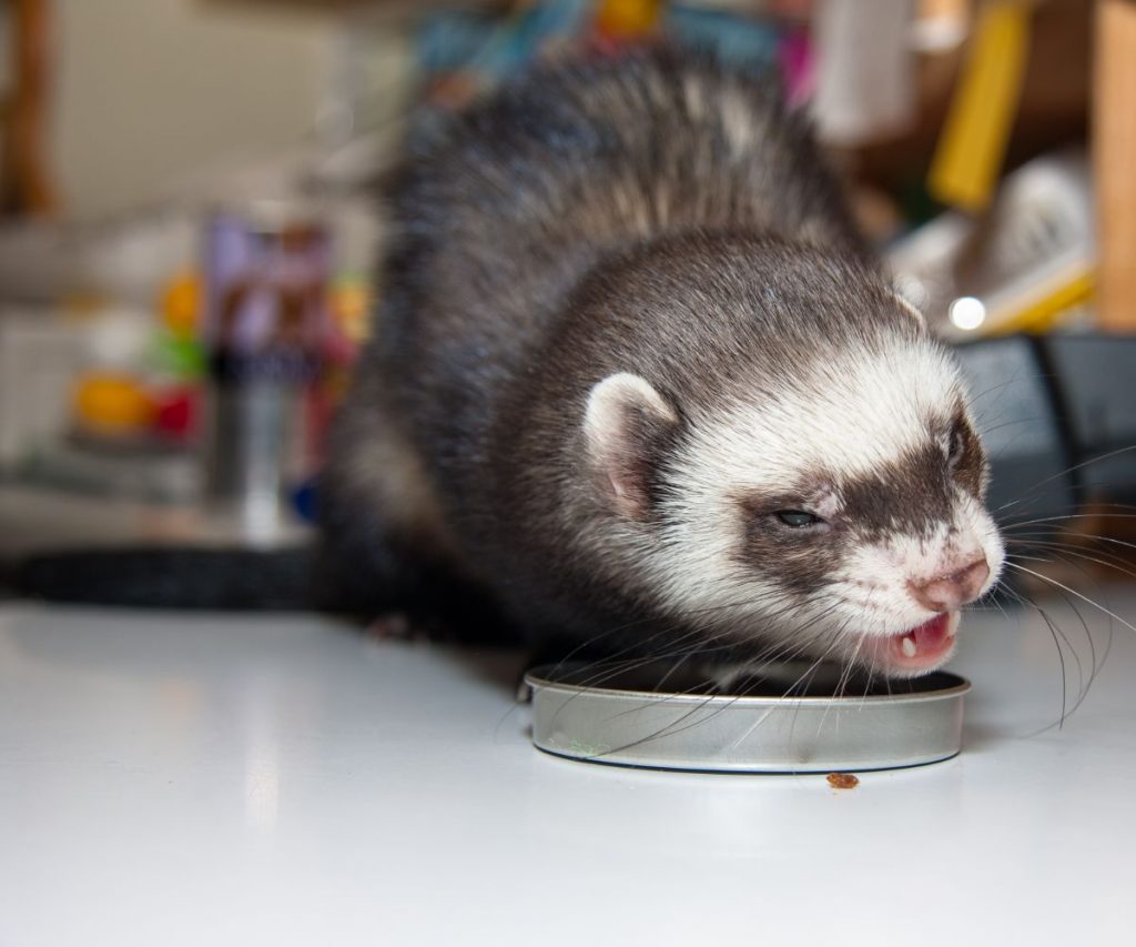 can ferrets eat mealworms