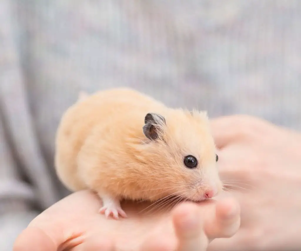 What is the Best Hay for Hamsters?