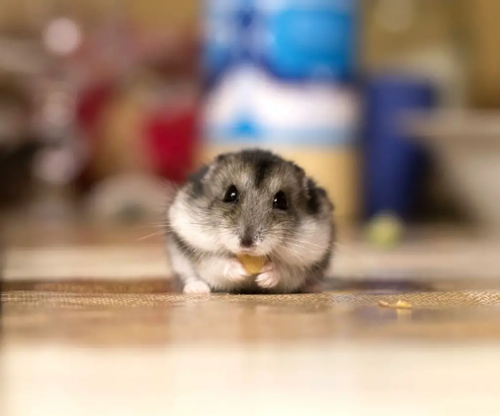 Can Syrian Hamsters Eat Aloe Vera?