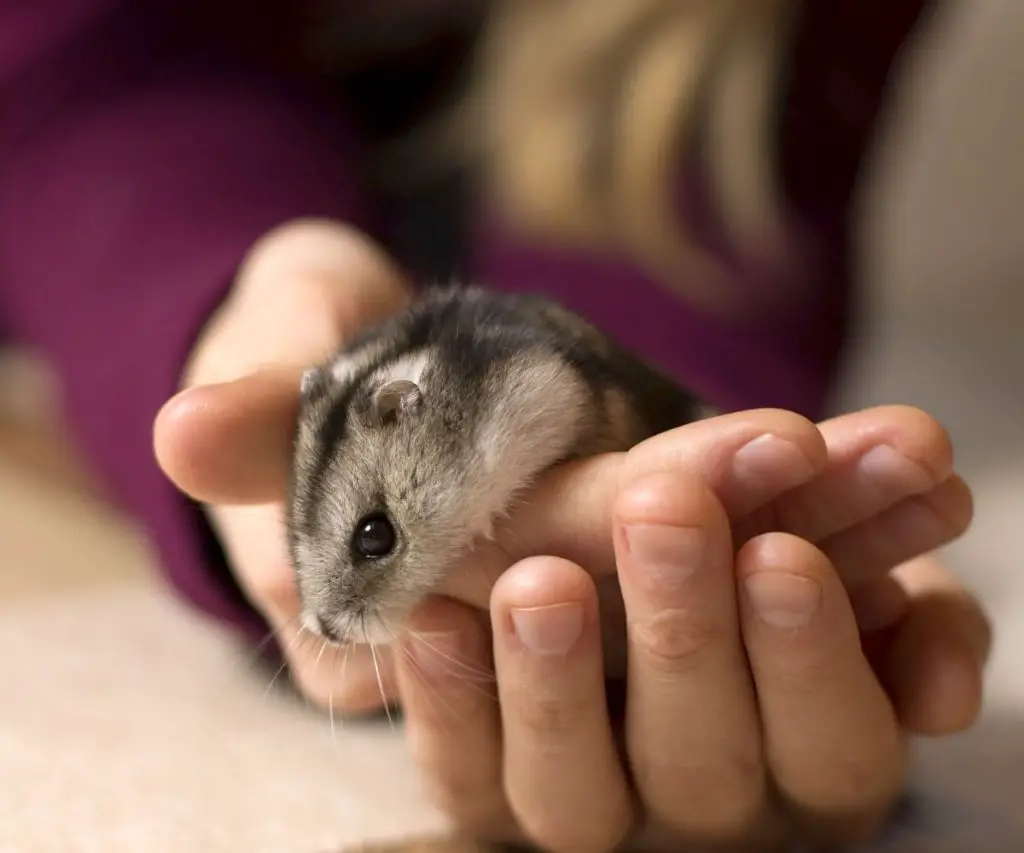 Orchard Grass Hay hamster